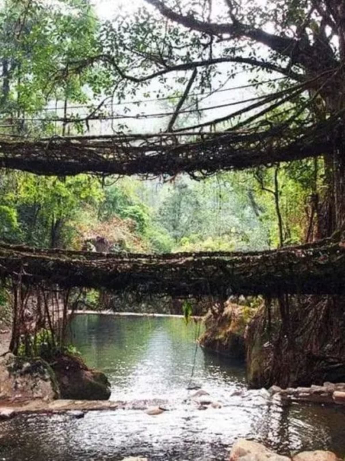 Double decker living root bridge made from intertwined tree roots spanning a forest stream in Meghalaya India