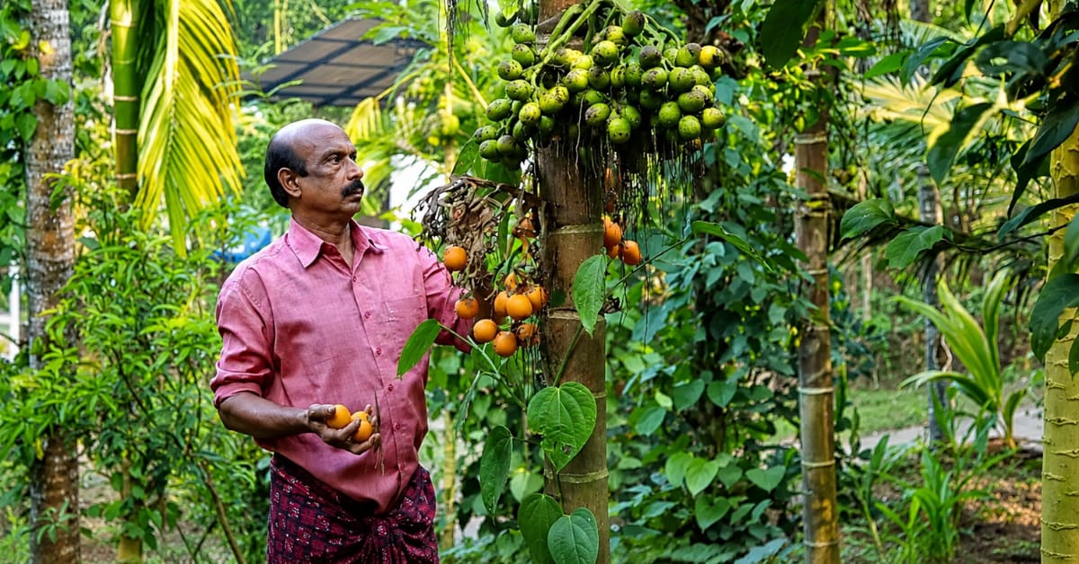Teacher Turns 3-Acre Farm Into Rs 35 Lakh Annual Income - Image 2