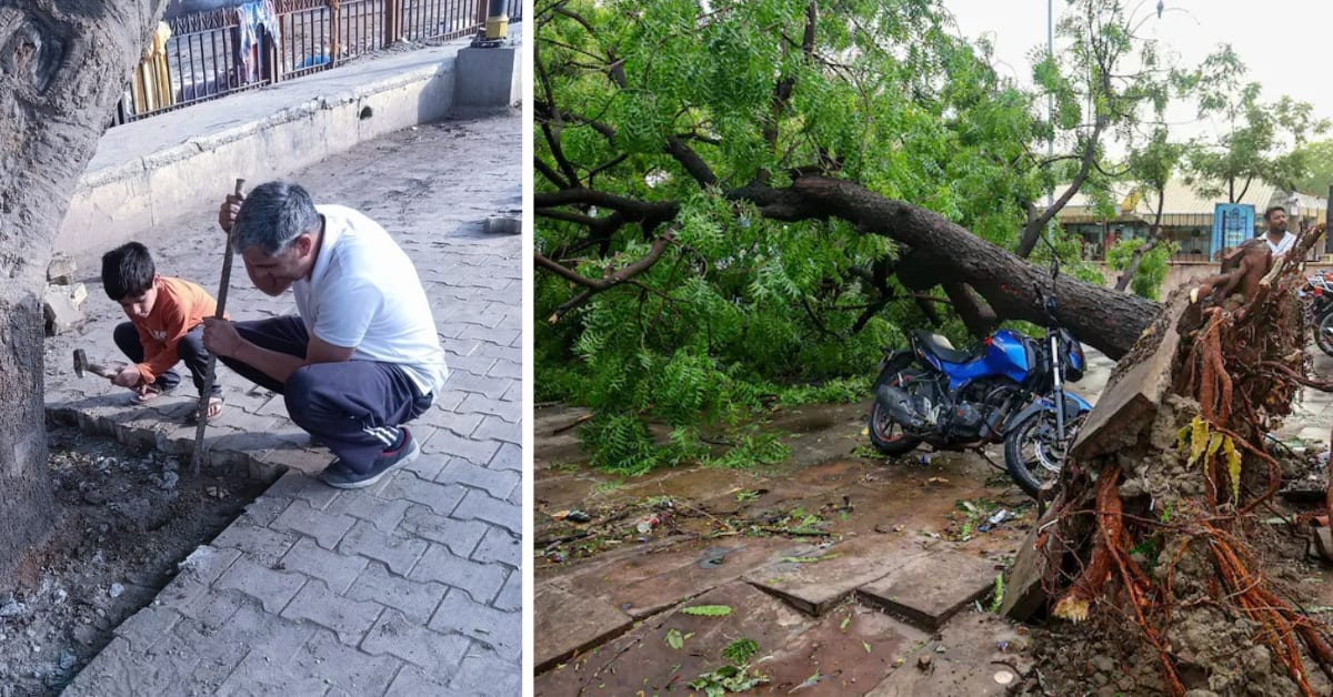 Open soil ring around urban tree trunk after concrete removal in Dehradun India