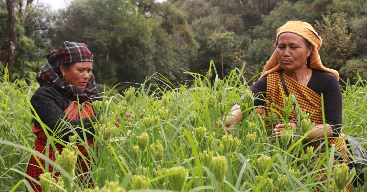 90 Nagaland Farmers Revive Traditional Millet Farming