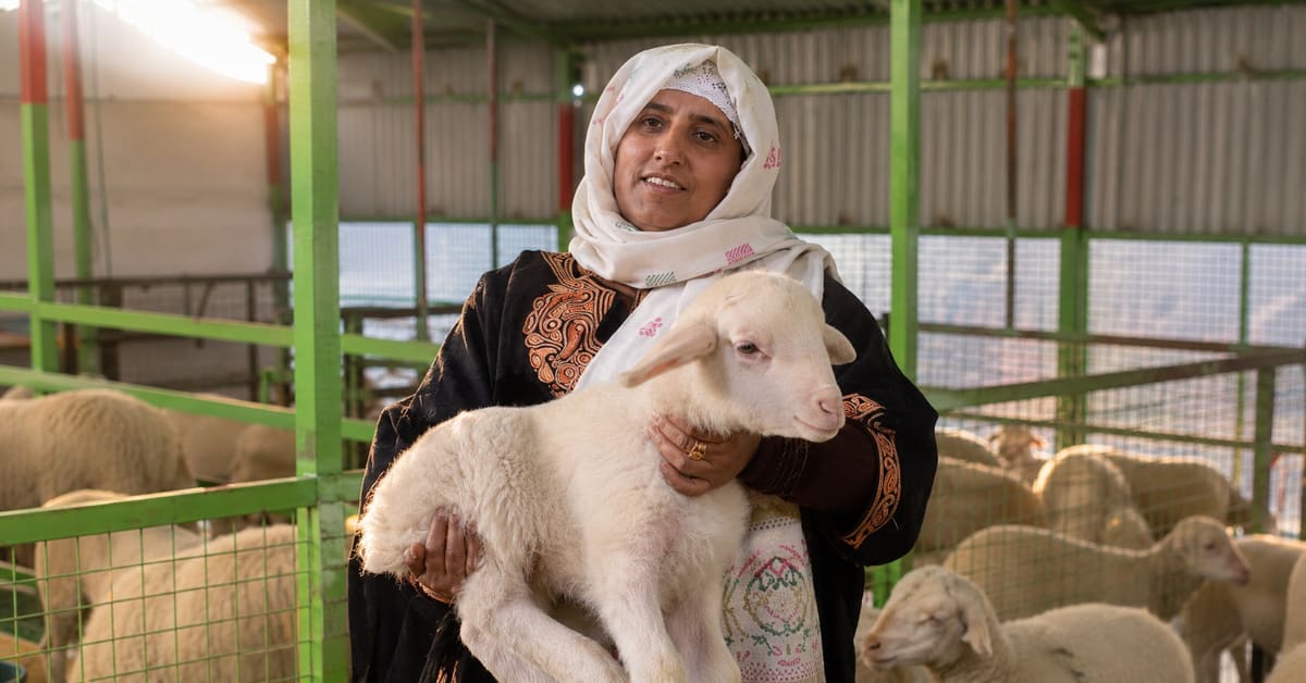 Mumtaza Begum standing among her flock of sheep at her farm in Kashmir's Bandipora district
