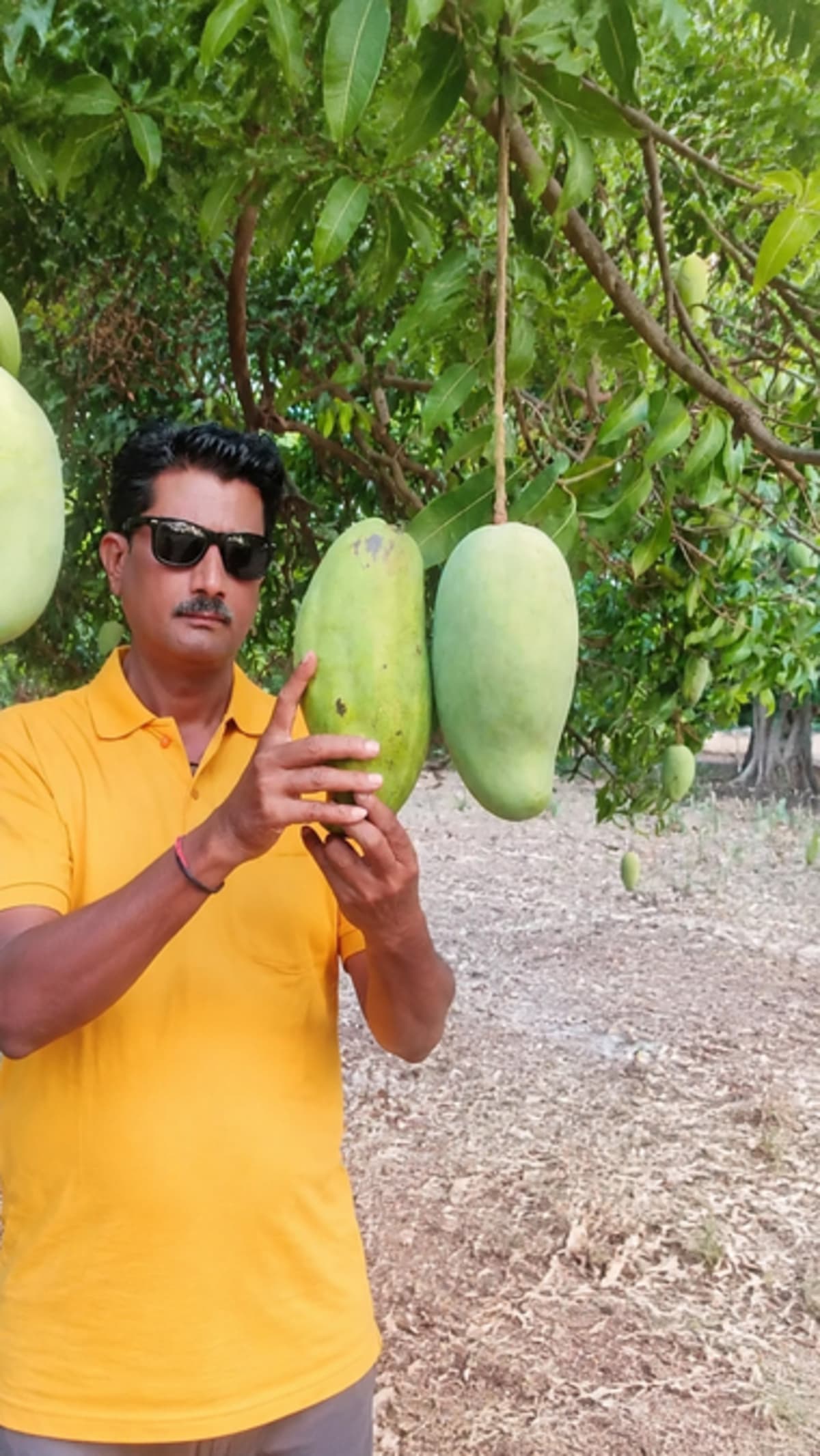 Giant Noorjahan mango being held in hands showing its massive one-foot size