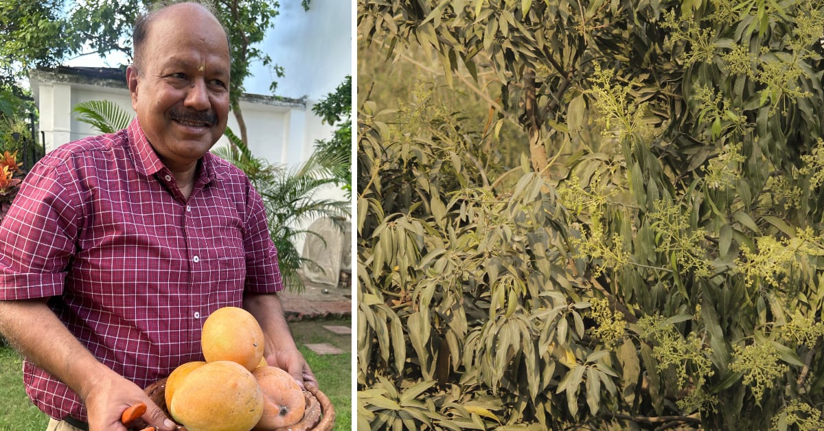 Single mango tree with multiple grafted branches bearing eleven different varieties of colorful mangoes