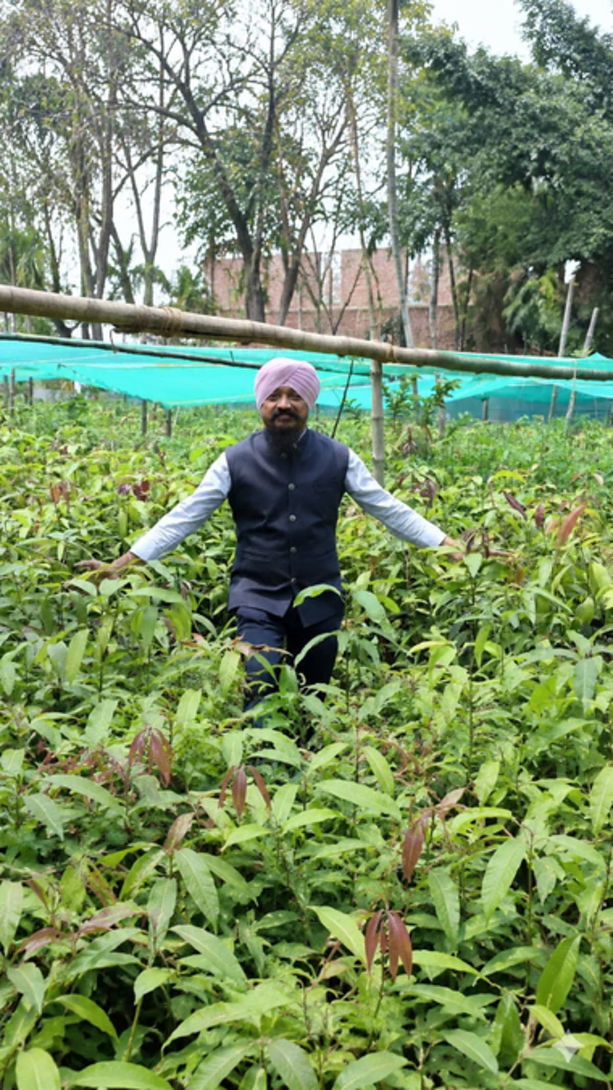 India's 'Gutli Man' Turns 1.1M Mango Seeds Into Orchards