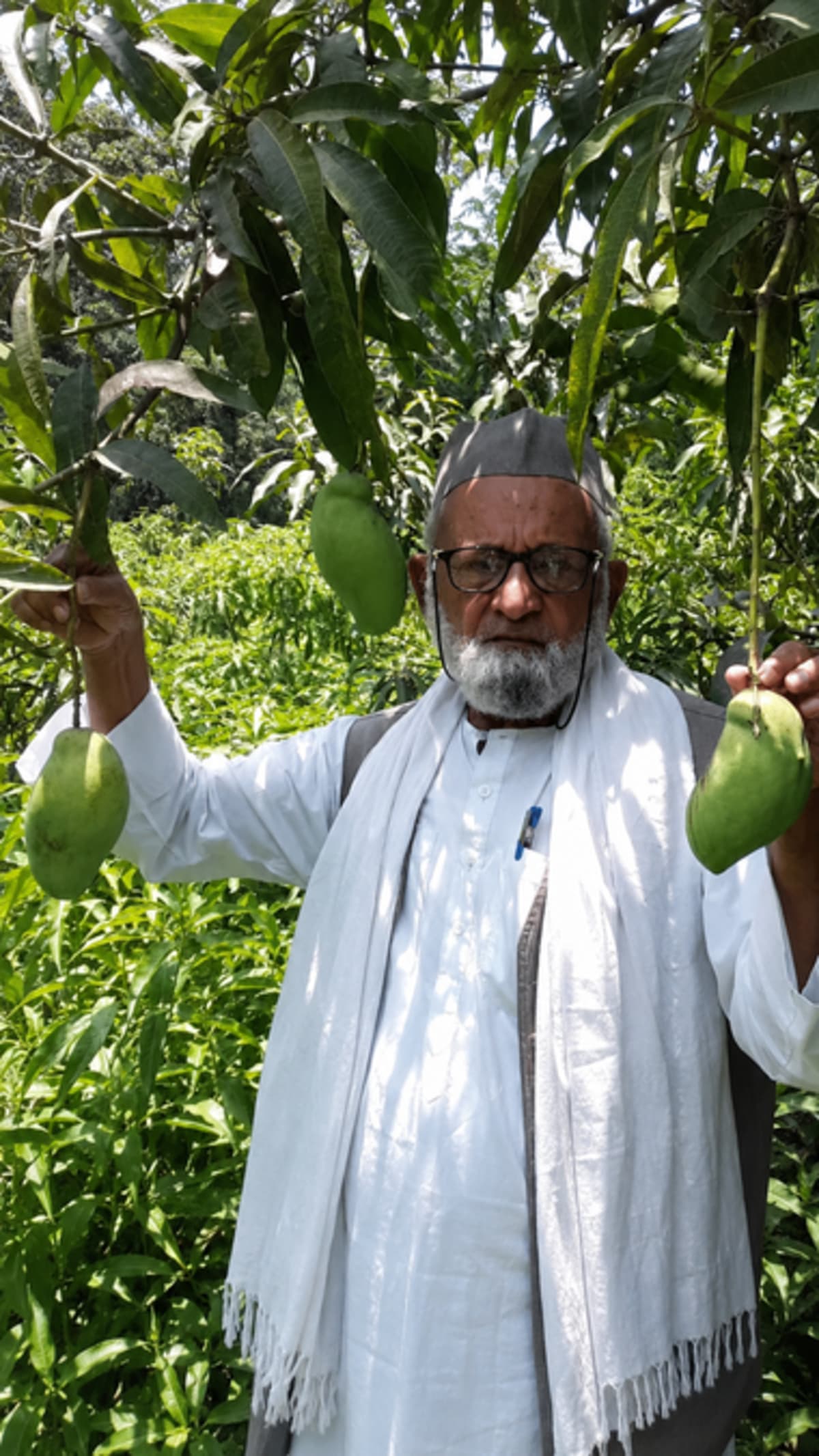 Indian Farmer Grafts 350 Mango Varieties on Single Tree