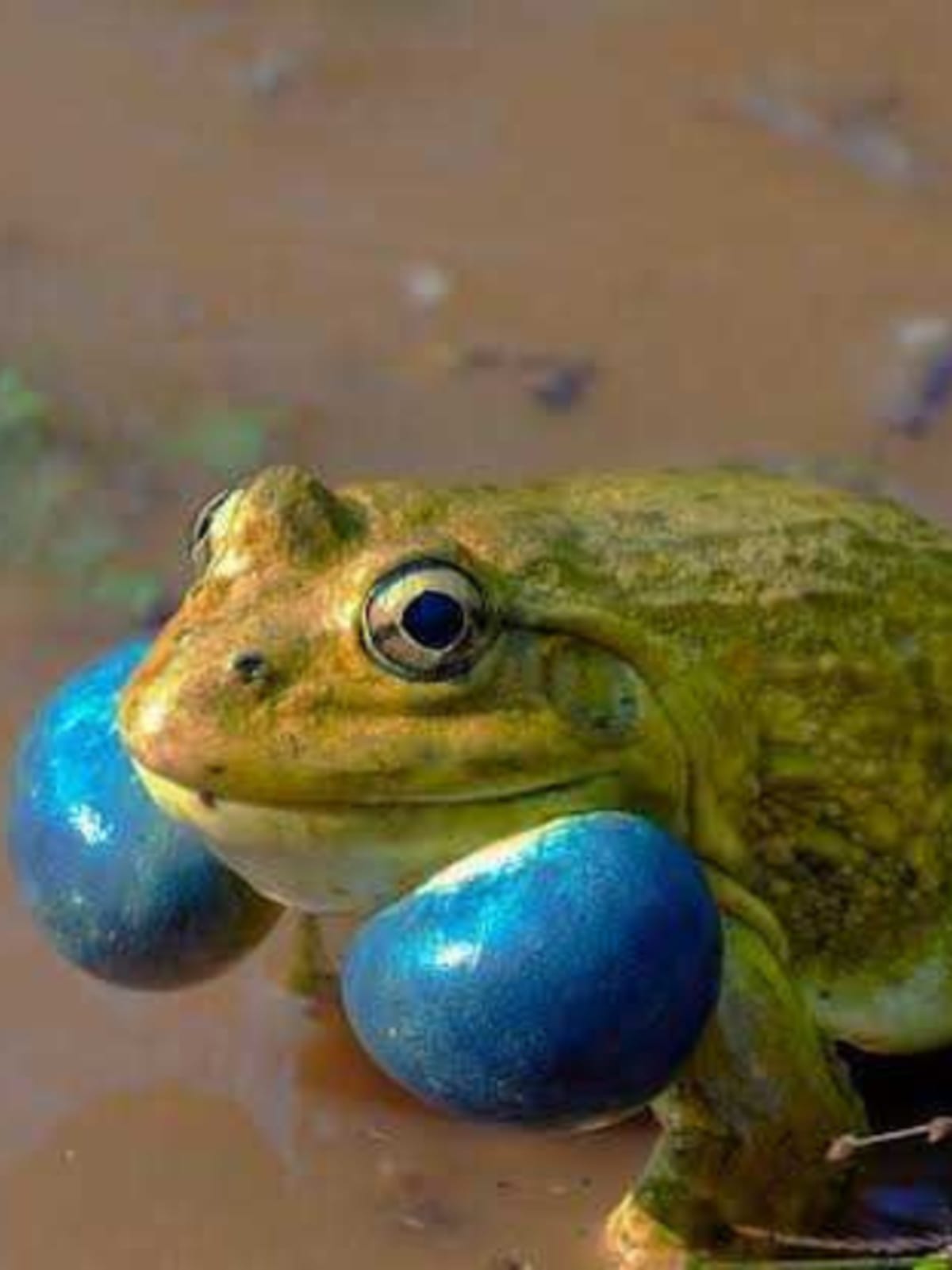Why India's Frogs Are Unsung Heroes of the Monsoon