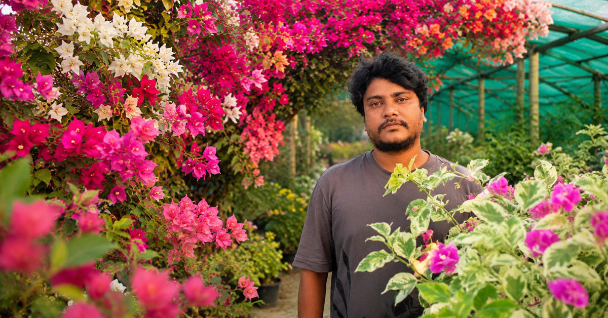 Colorful bougainvillea plants in various shades blooming at Chiranjit Maity's Bengal nursery