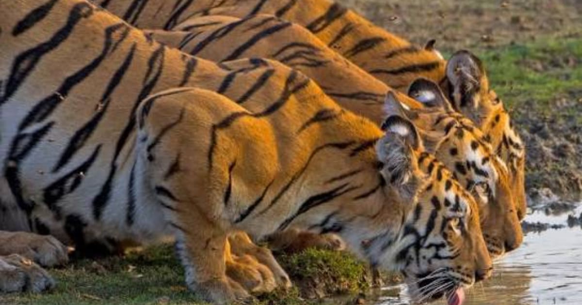 Tigers Thrive in 7 Stunning Habitats Across the Globe