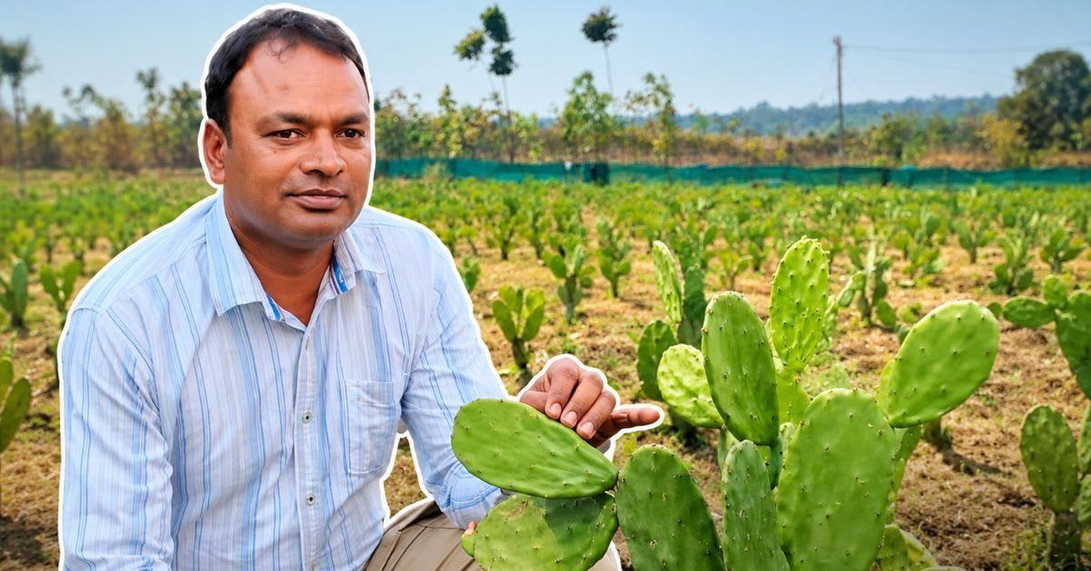 Farmer Chaitanya Kumar Ganjhu standing among rows of green spineless cactus plants in Jharkhand