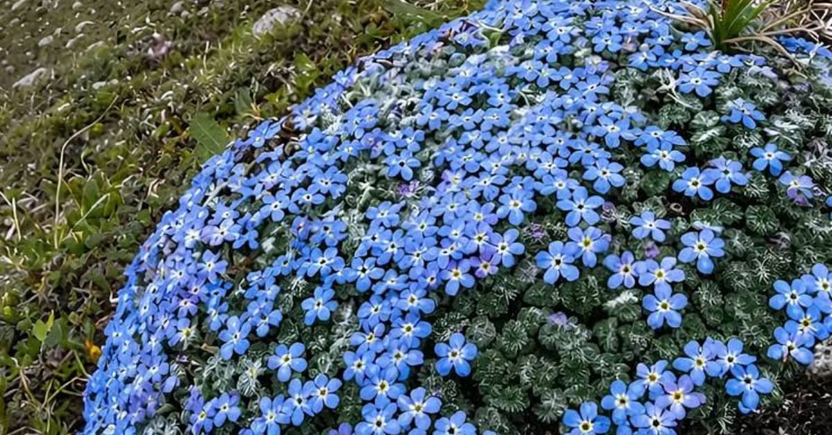 Purple Flower Returns to India After 158 Years