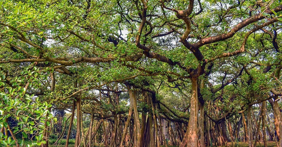 India's 700-Year-Old Banyan Trees Feed Hundreds of Species