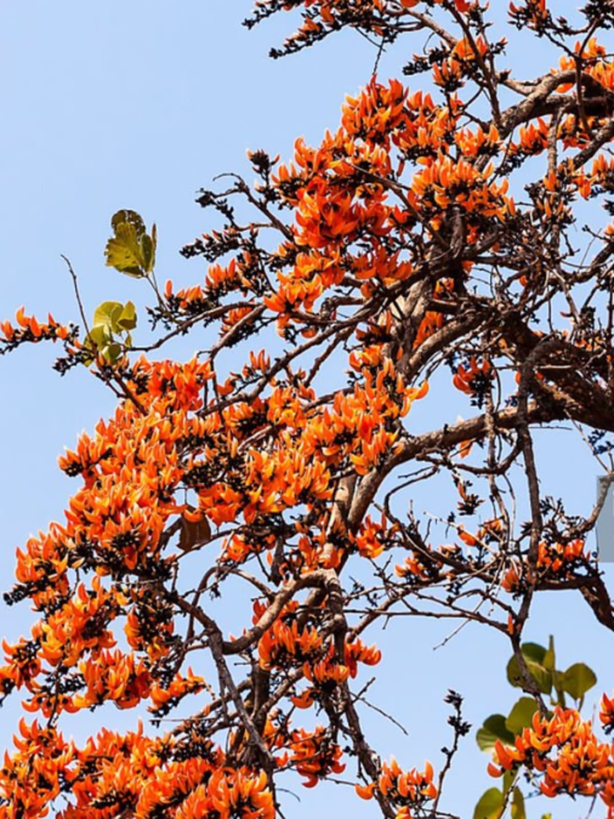 These Ancient Trees Keep India's Oldest Mountains Alive