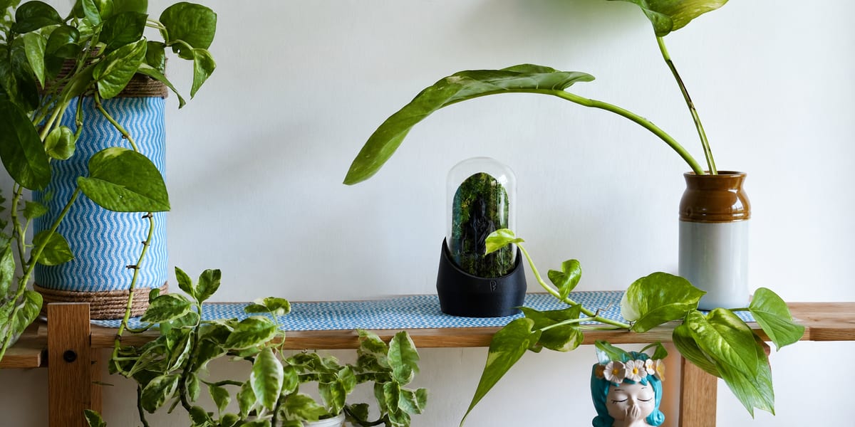 Green plants growing in clear recycled glass bottles arranged on indoor shelf
