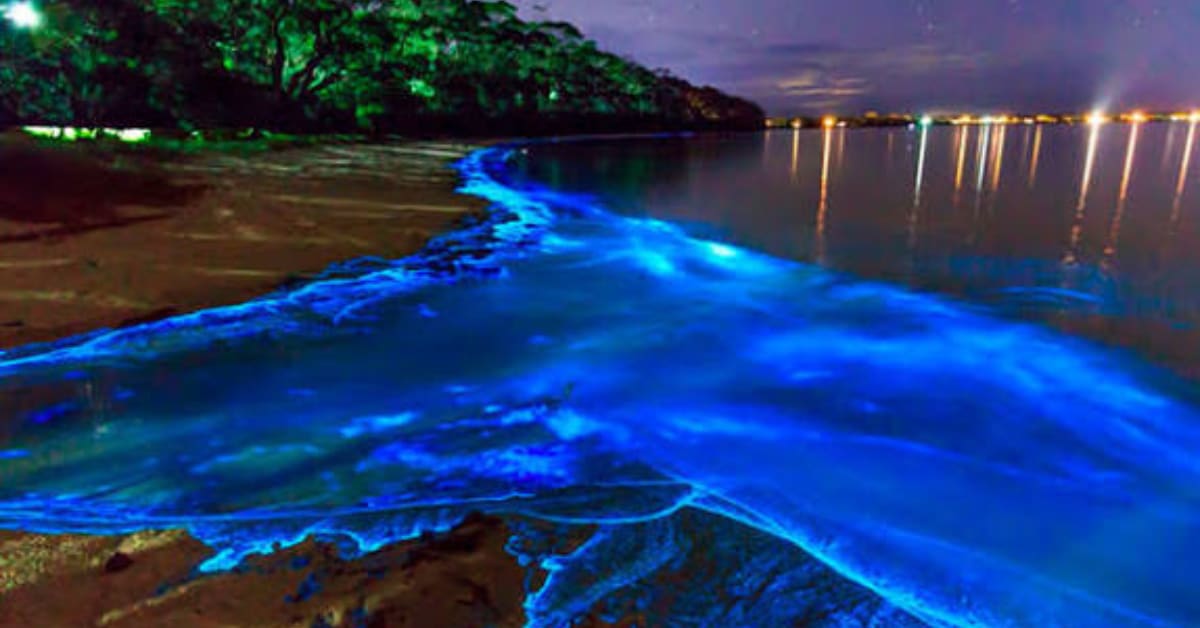 India's Glowing Forests Light Up After Dark in the Monsoon