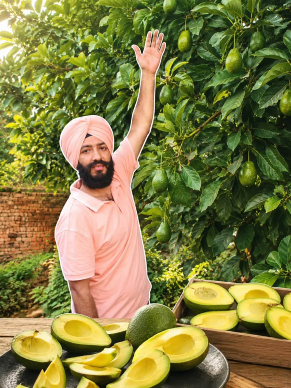 Amritsar Farmer Shows Indians How to Grow Avocados at Home