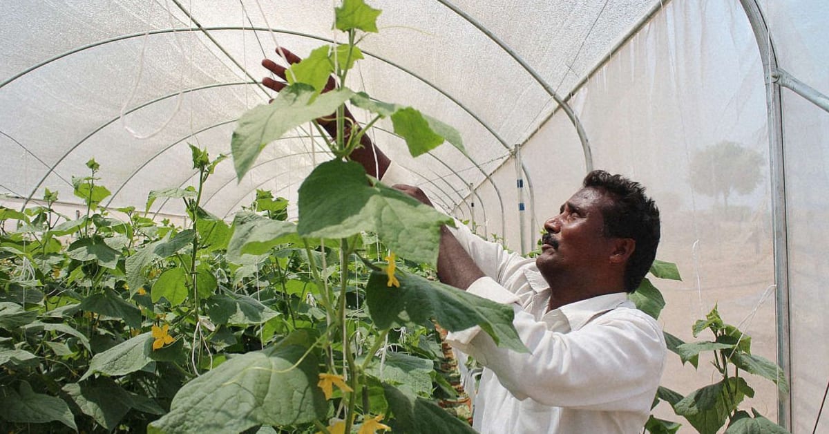 ** Compact greenhouse structure protecting crops in Indian farmland, designed for small-scale farmers