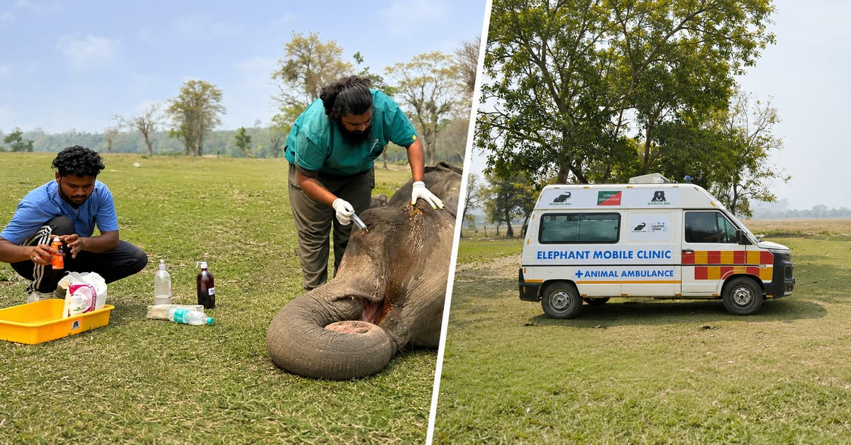 India's Mobile Elephant Hospital Treats Patients in the Wild
