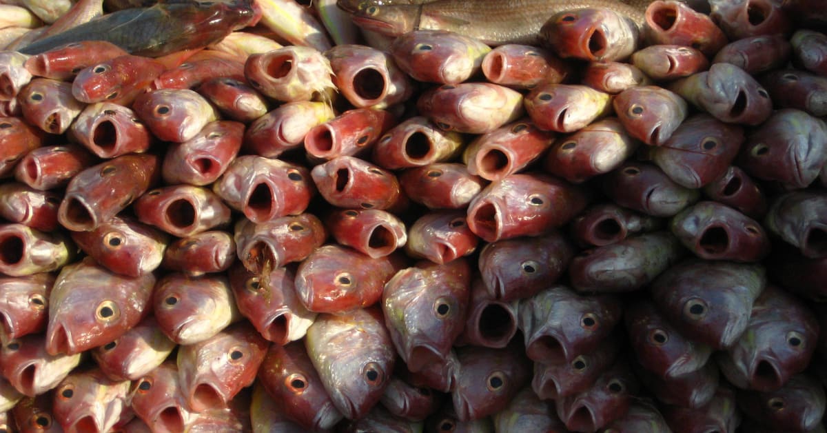Colorful fish displayed at Indian coastal market with fishing boats in background