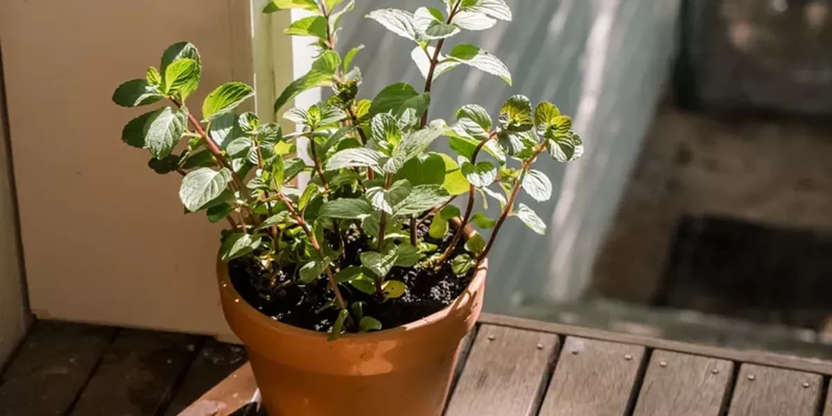 ** Fresh ginger root with green sprouts beginning to grow from buds