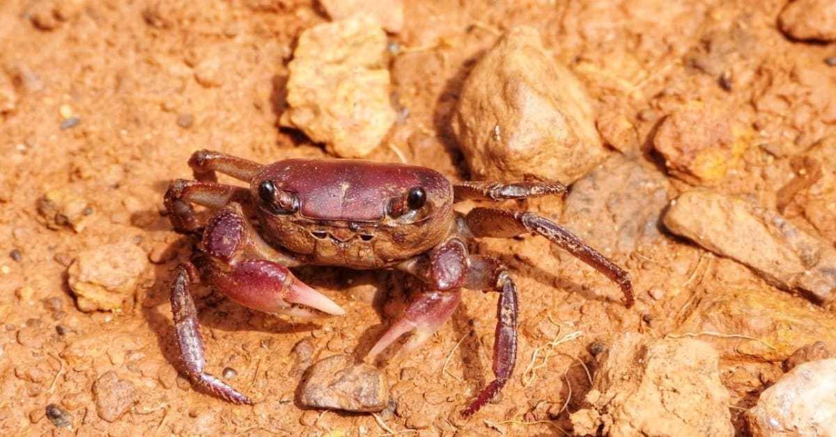 Freshwater crab with distinctive purple coloring found in Western Ghats forest habitat