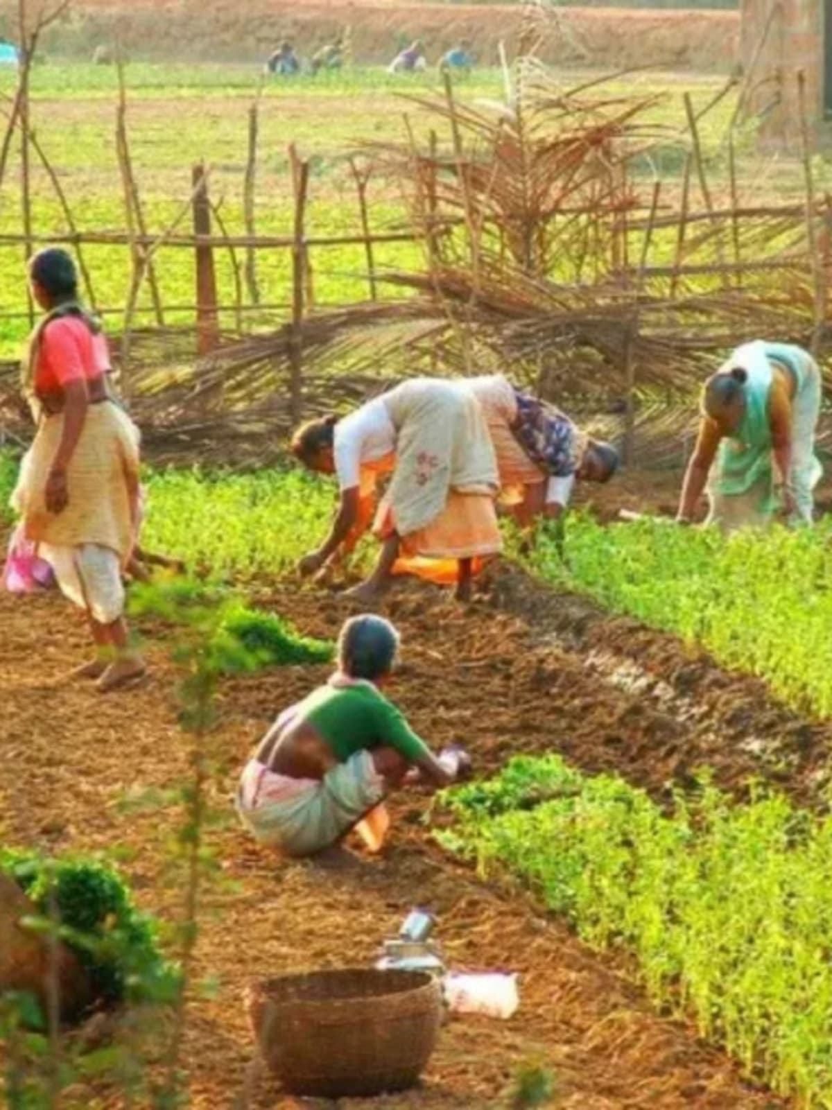 Indian Farmers Earn New Income From Carbon Credits