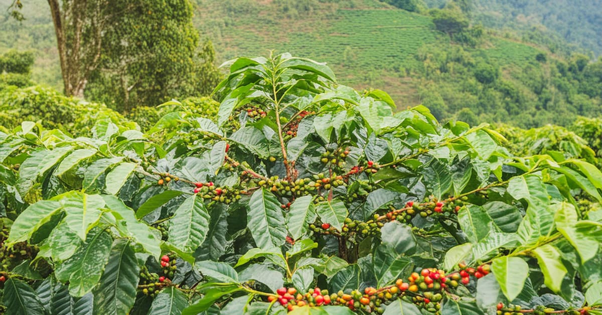 Shade-Grown Coffee Saves Birds, Bees & Wildlife in India
