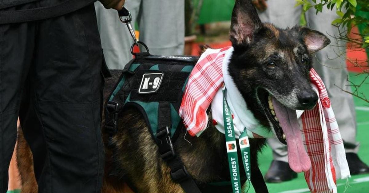 Belgian Malinois K9 Leon standing alert during patrol at Kaziranga National Park in Assam, India