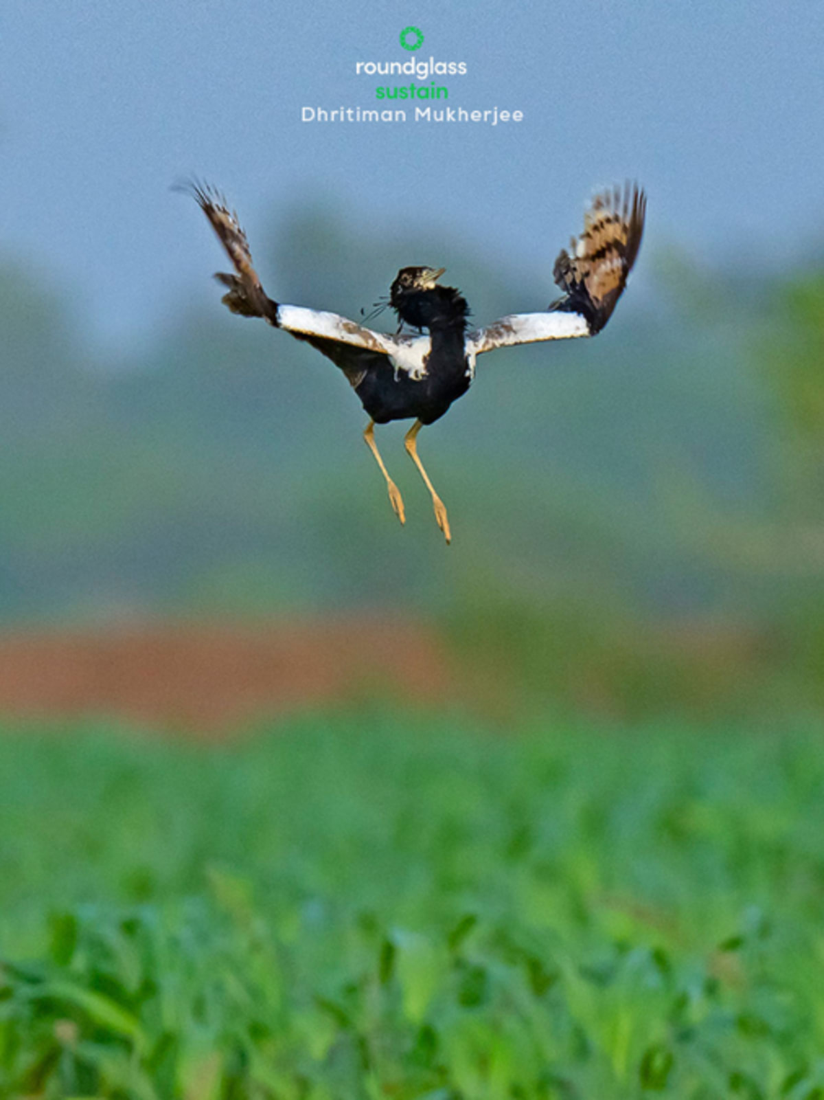 Male lesser florican bird mid-leap above grassland during breeding display in India