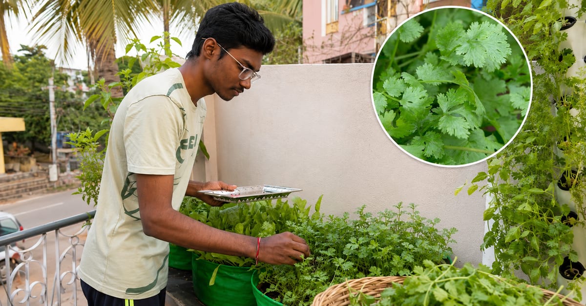 Fresh green coriander plants growing in a pot with healthy leaves ready for harvest