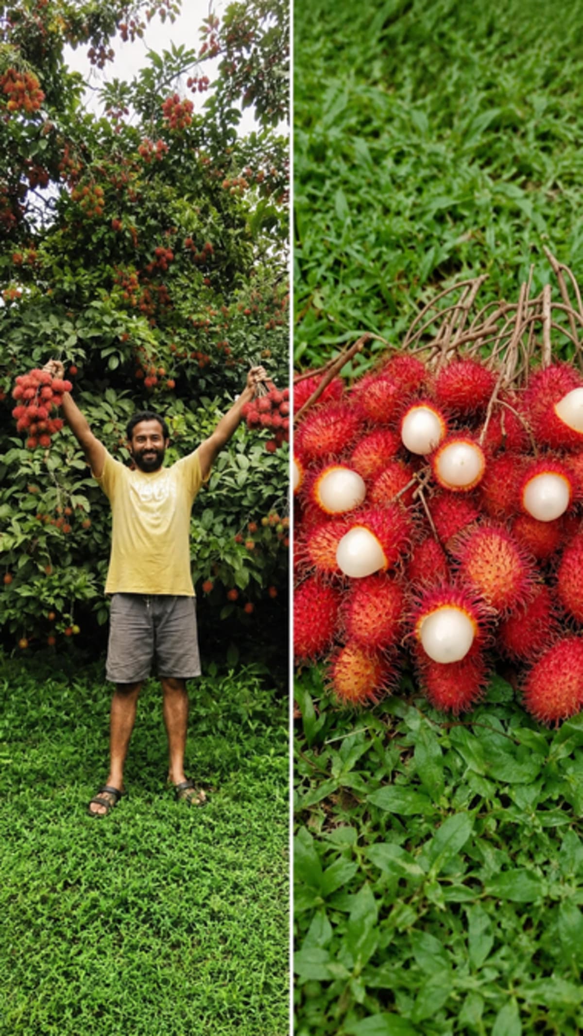 Farmer Chethan Shetty standing among tropical fruit trees on his family farm near Mangaluru