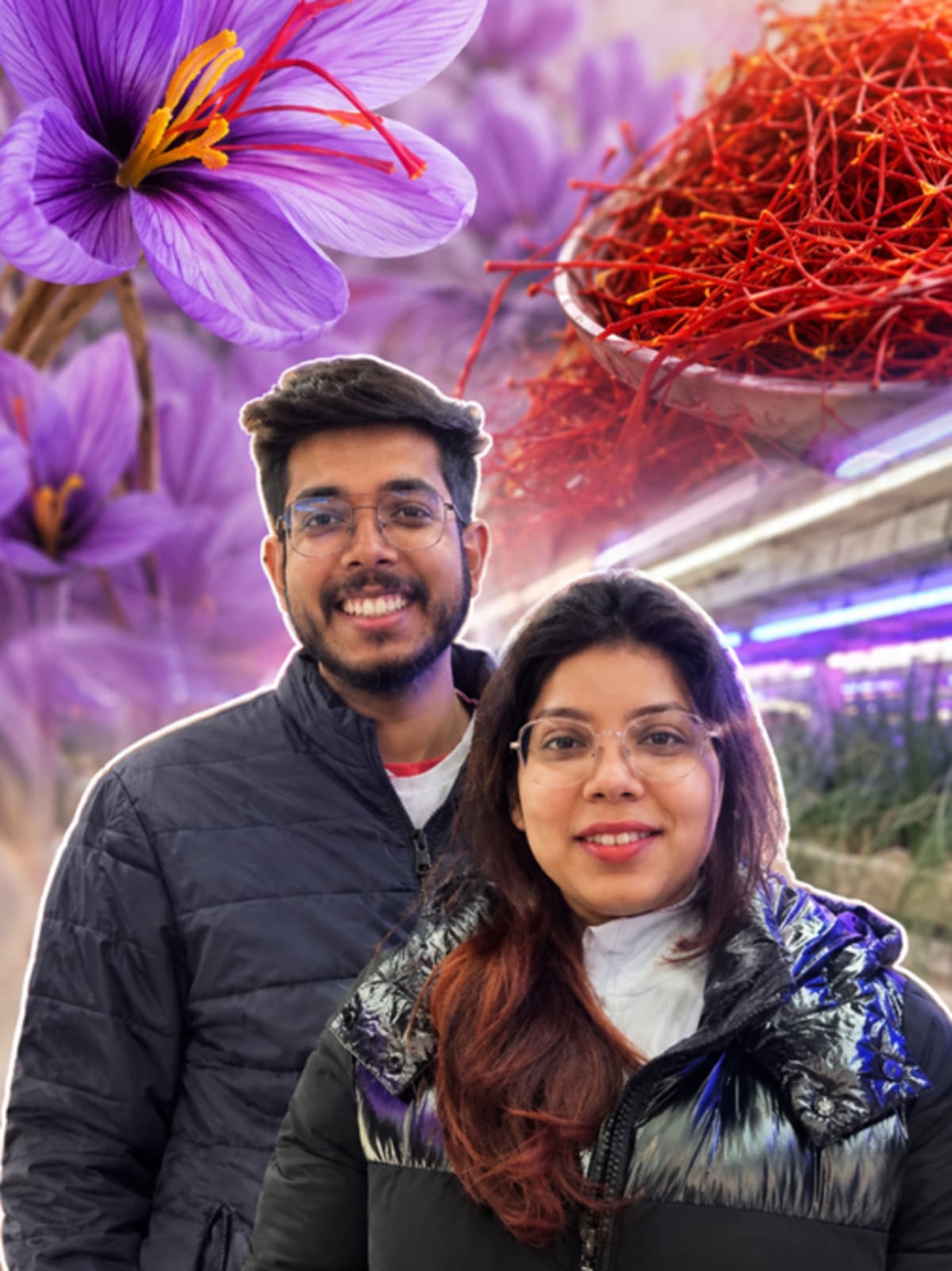 Purple saffron flowers growing indoors in vertical aeroponic farming system in Ludhiana