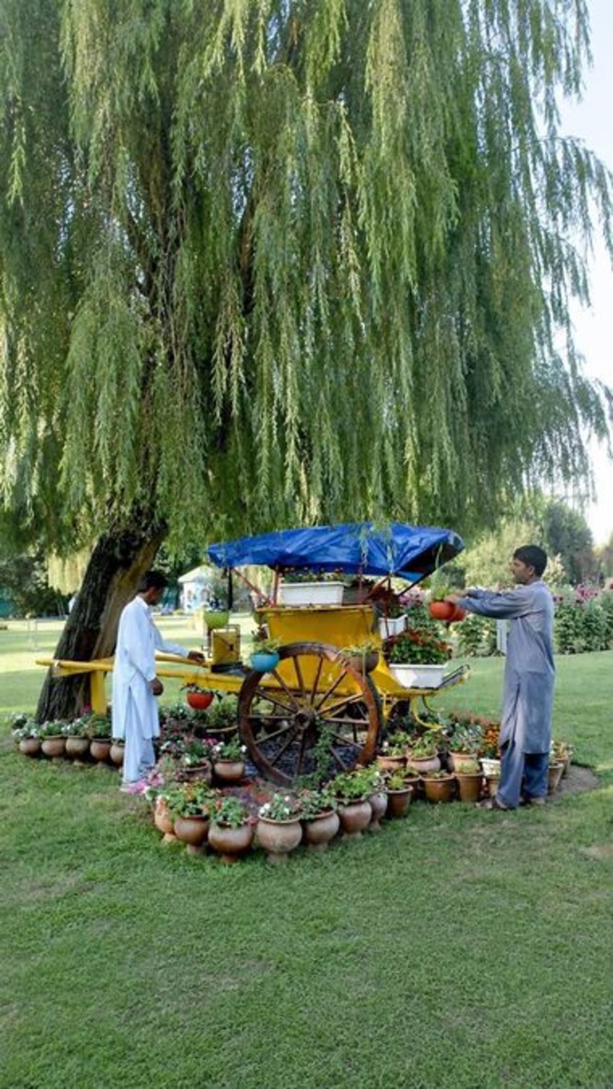 Vintage Ambassador car overflowing with colorful flowers in Srinagar's Waste to Wonder Garden