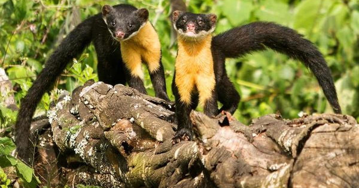 India's Rarest Marten Gets Spotlight After Viral Photo