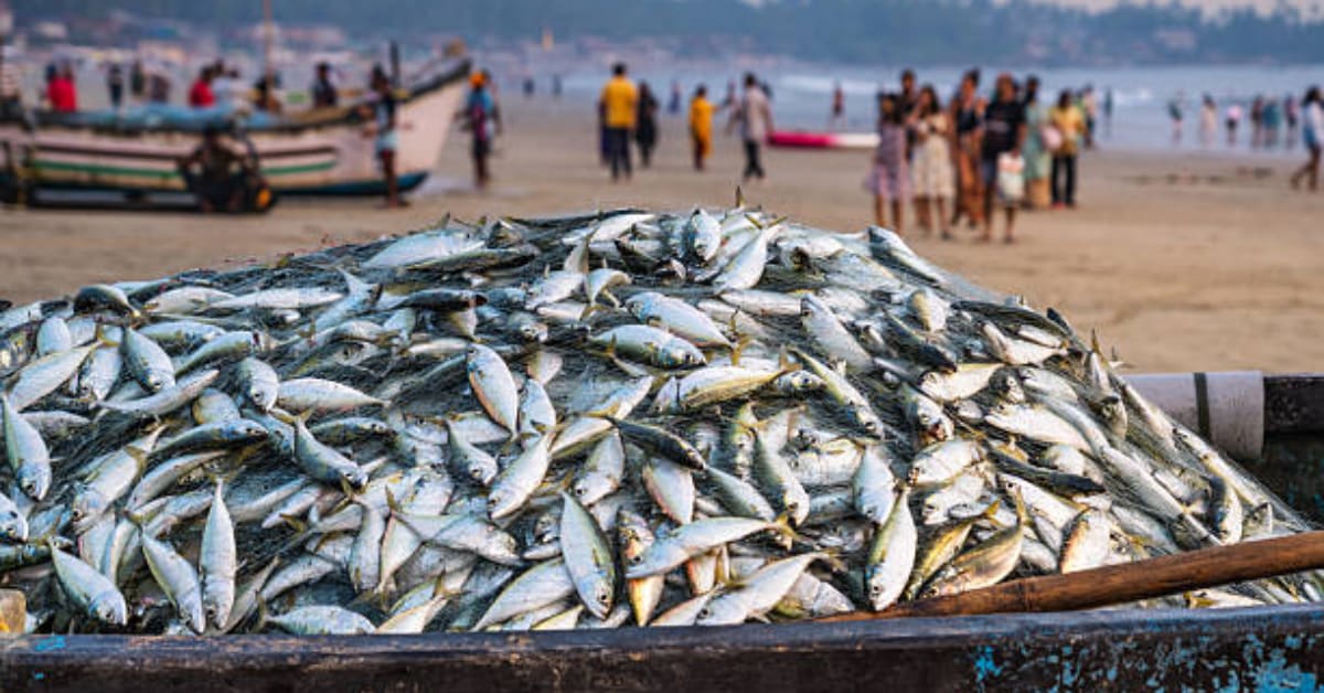 Fresh fish displayed at Indian market showing both freshwater and marine species