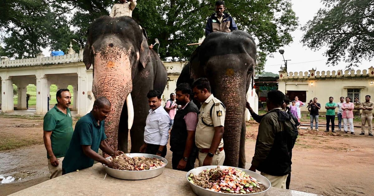 Mahout preparing large nutritious food balls for elephants at Tamil Nadu's Theppakadu camp