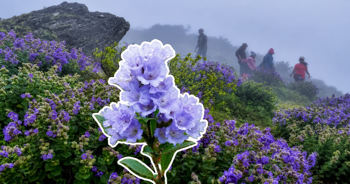 India's Rare Blue Flowers Bloom 4 Years Early in Munnar