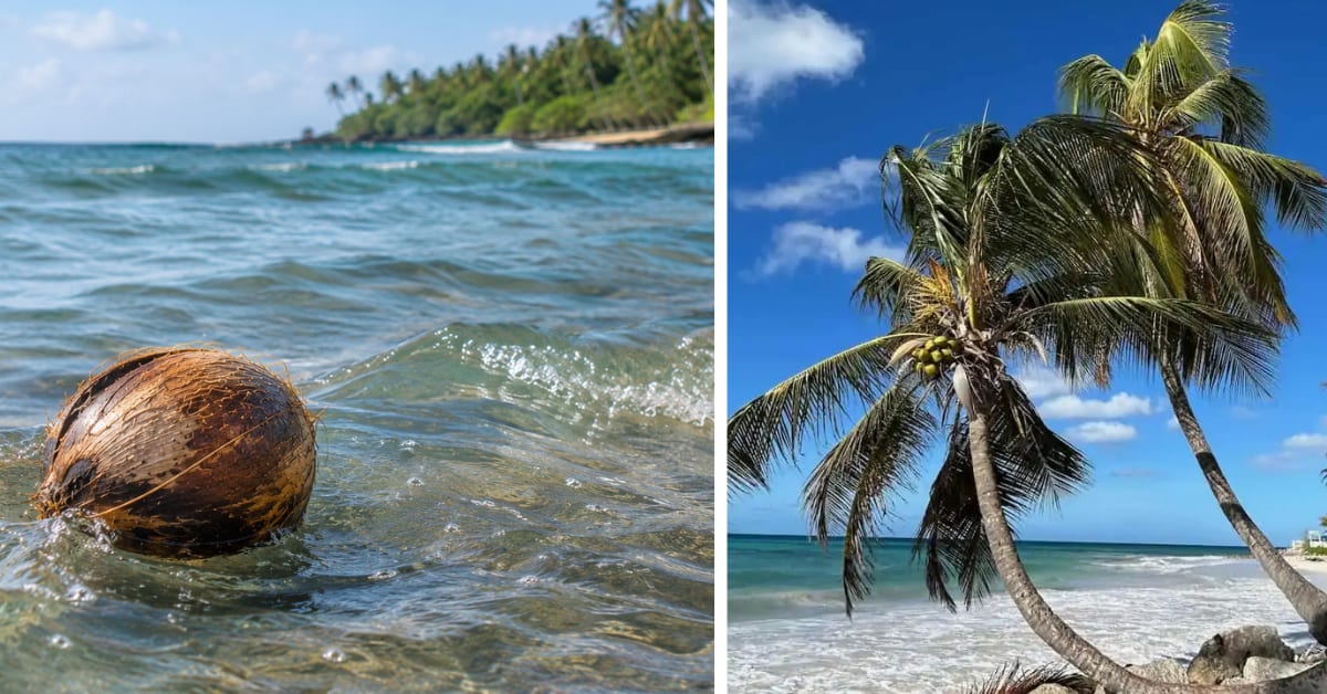 How Coconuts Travel 4,800 km Across Oceans and Survive