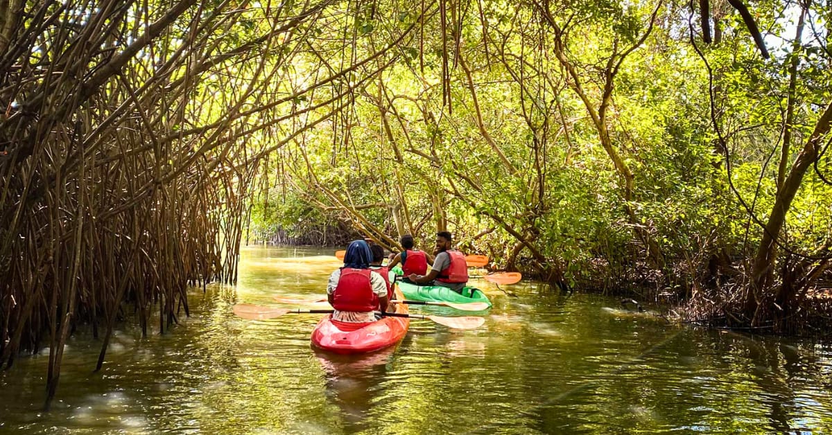Kayaker paddling through narrow mangrove creek with roots rising from water and green canopy overhead