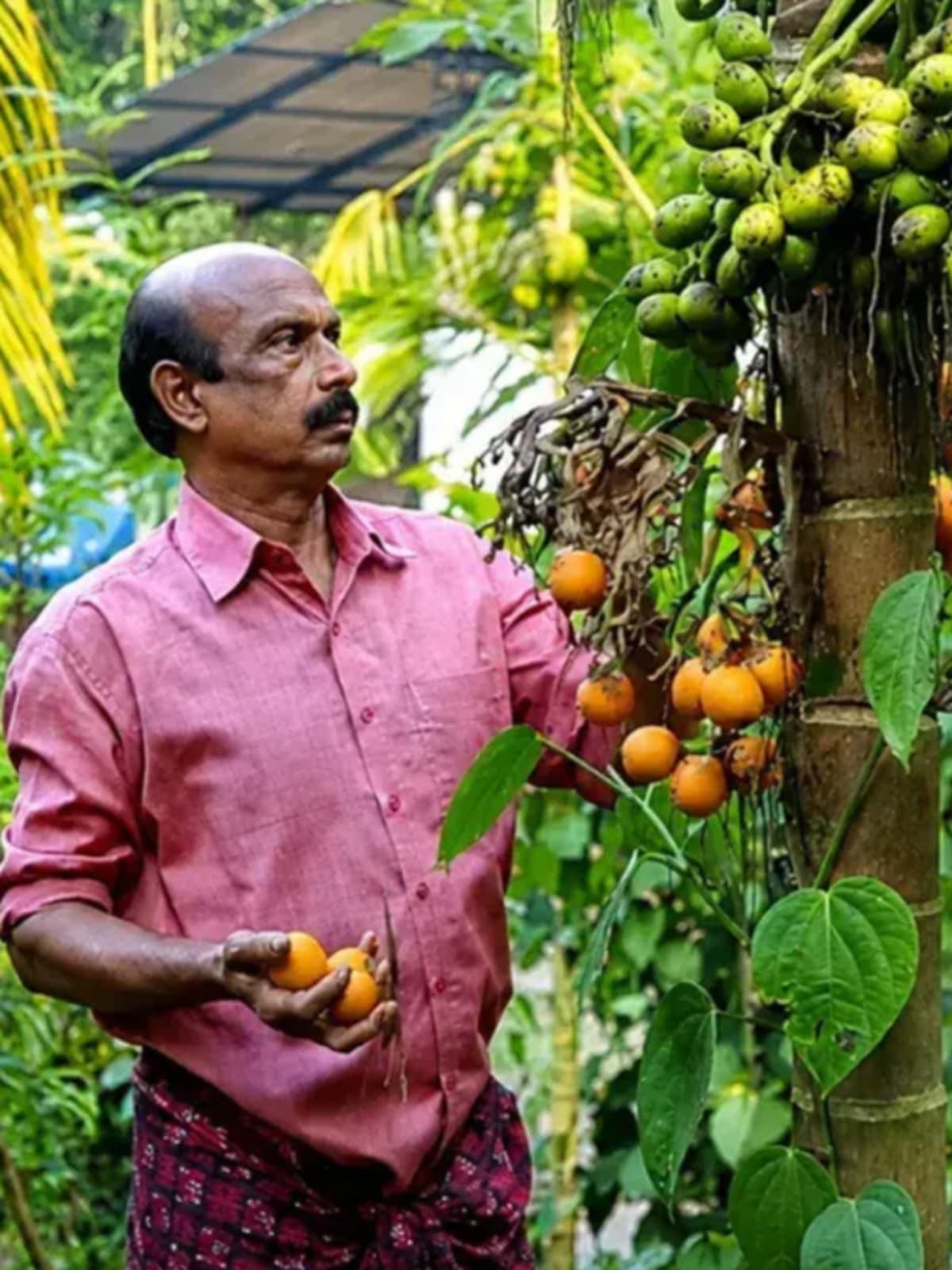 Lush mixed farm with coconut palms, pepper vines and banana plants in Kerala