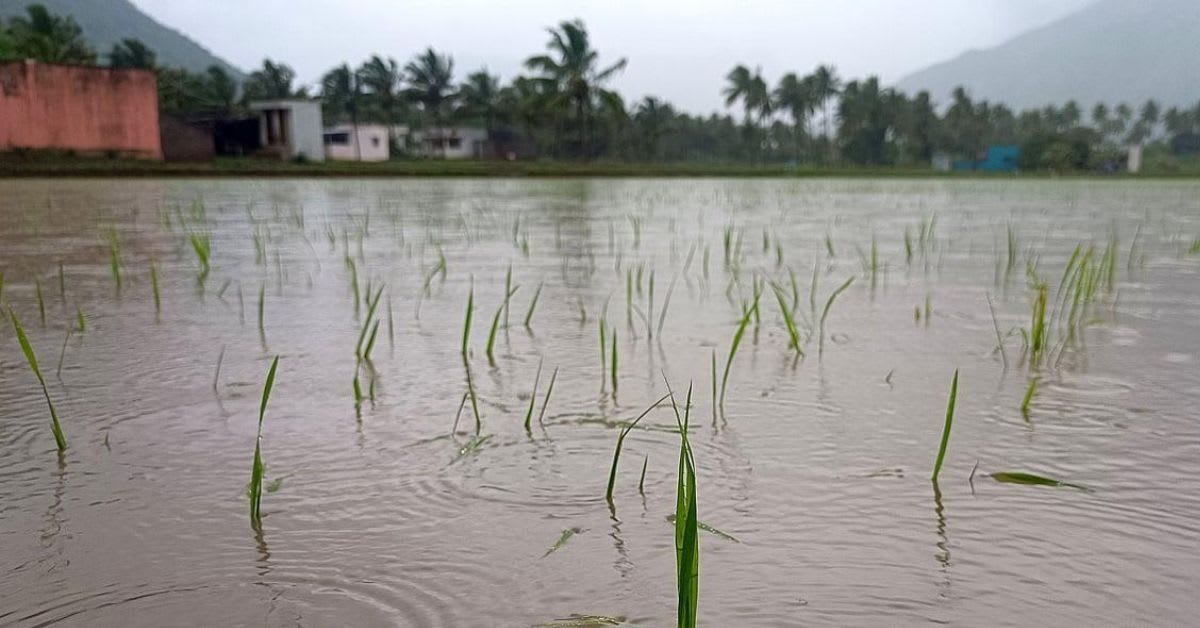 Traditional rice paddies in India with green stalks growing in flooded fields