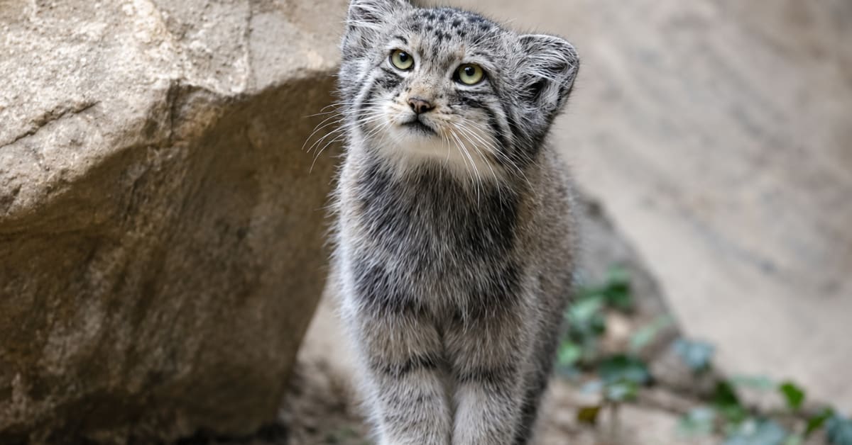 ** Fluffy Pallas's cat with round face and thick fur in rocky Himalayan terrain