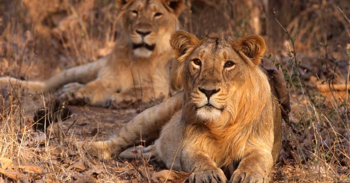 India's Asiatic Lions Hit 891, Now Roam Beyond Gir Forest