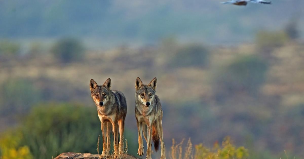 India's Largest Wolf Population Thrives in Madhya Pradesh