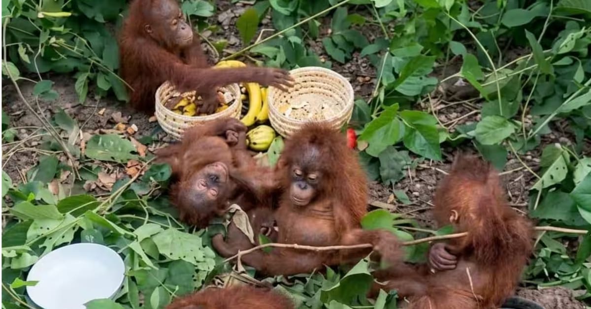 ** Five young orangutans with reddish-brown fur receiving care at wildlife facility in India