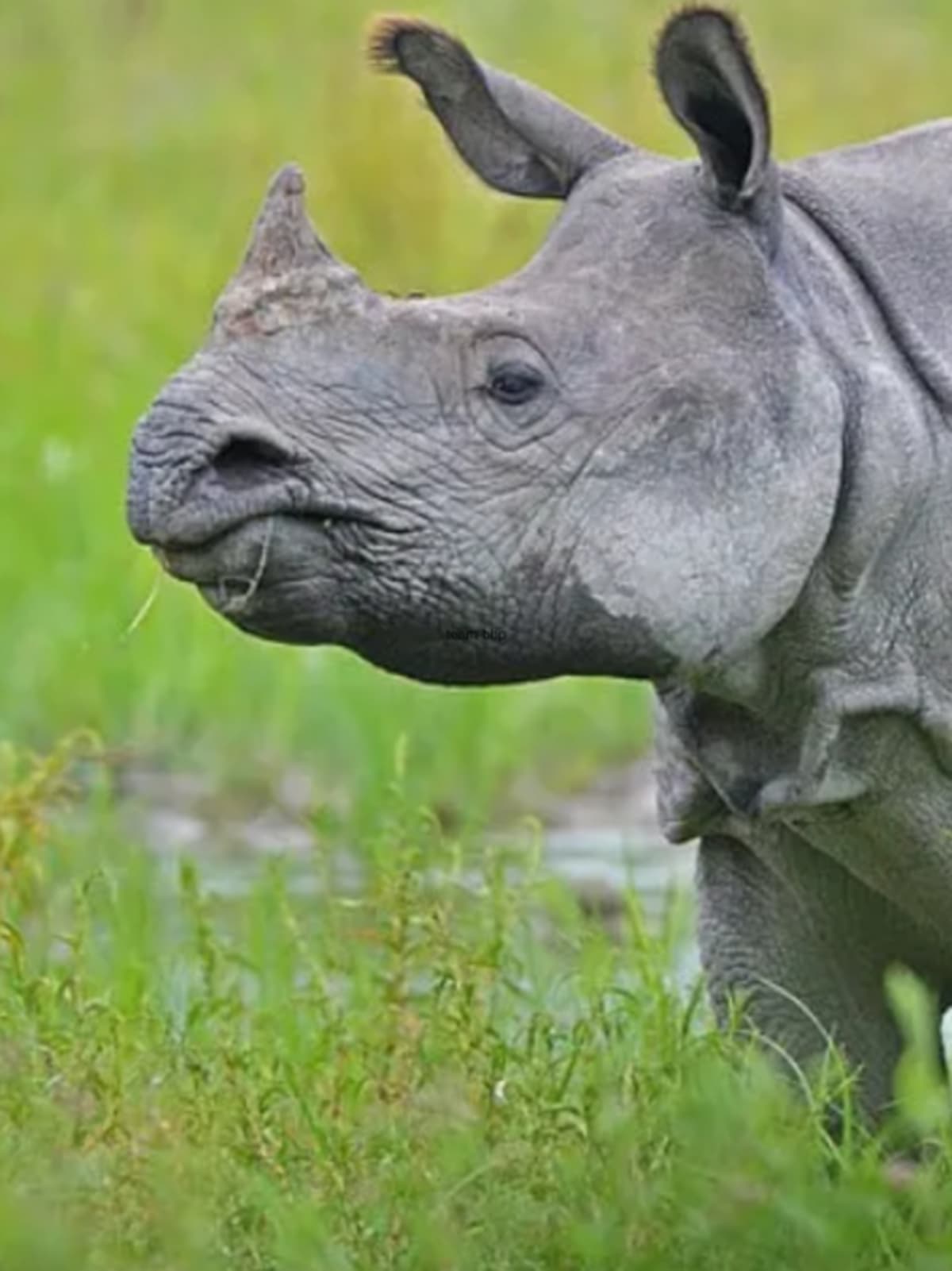 Drones Cut Kaziranga Rhino Poaching by 86% Since 2017