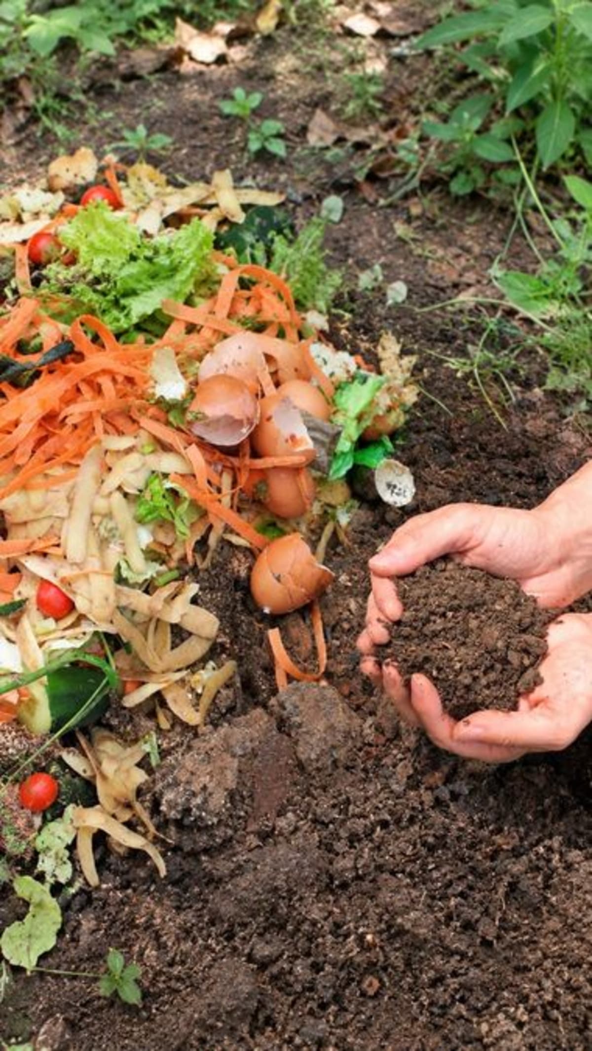 Mom Turns Kitchen Scraps Into Garden Gold in 4 Years