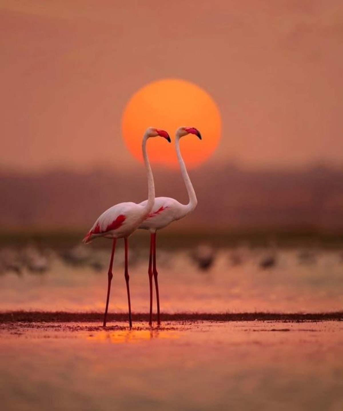 Colorful flamingos and pelicans gathering at scenic Indian wetland with lush vegetation