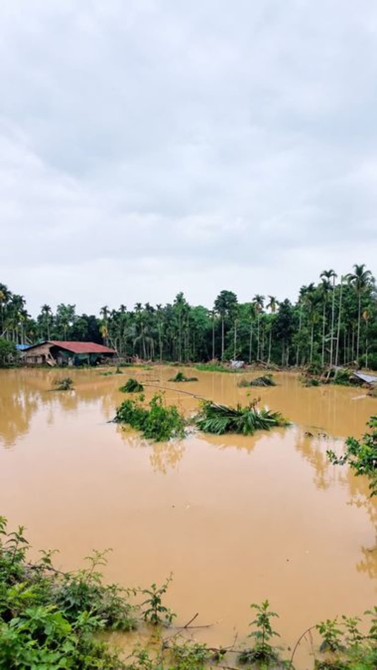 Assam's Hollong Tree: 50-Meter Giant Fights Floods