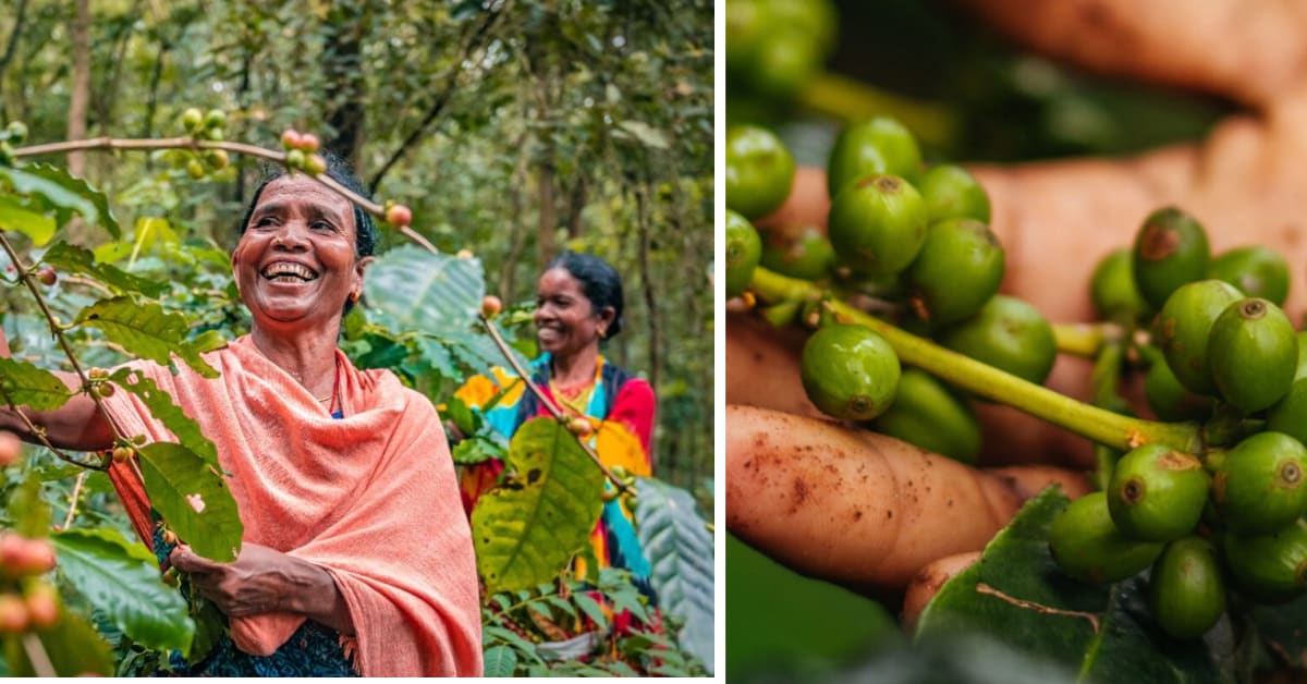 Coffee plants growing beneath tall forest trees in the Eastern Ghats of Odisha