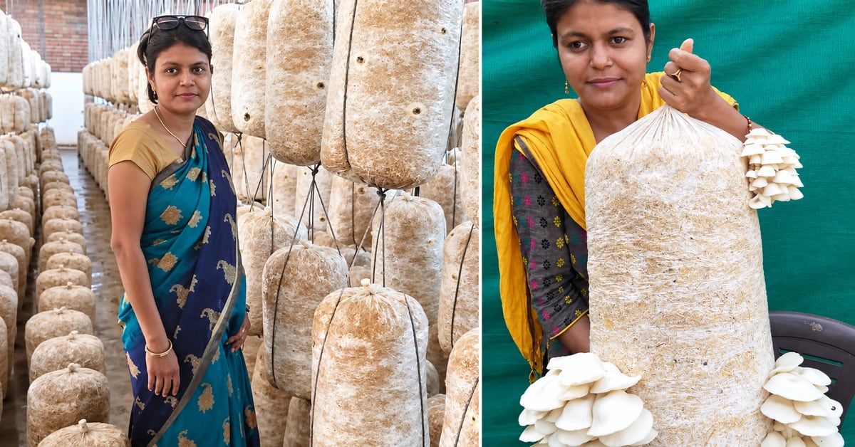 Professor Turns to Mushrooms, Earns $1,800 Monthly - Image 2